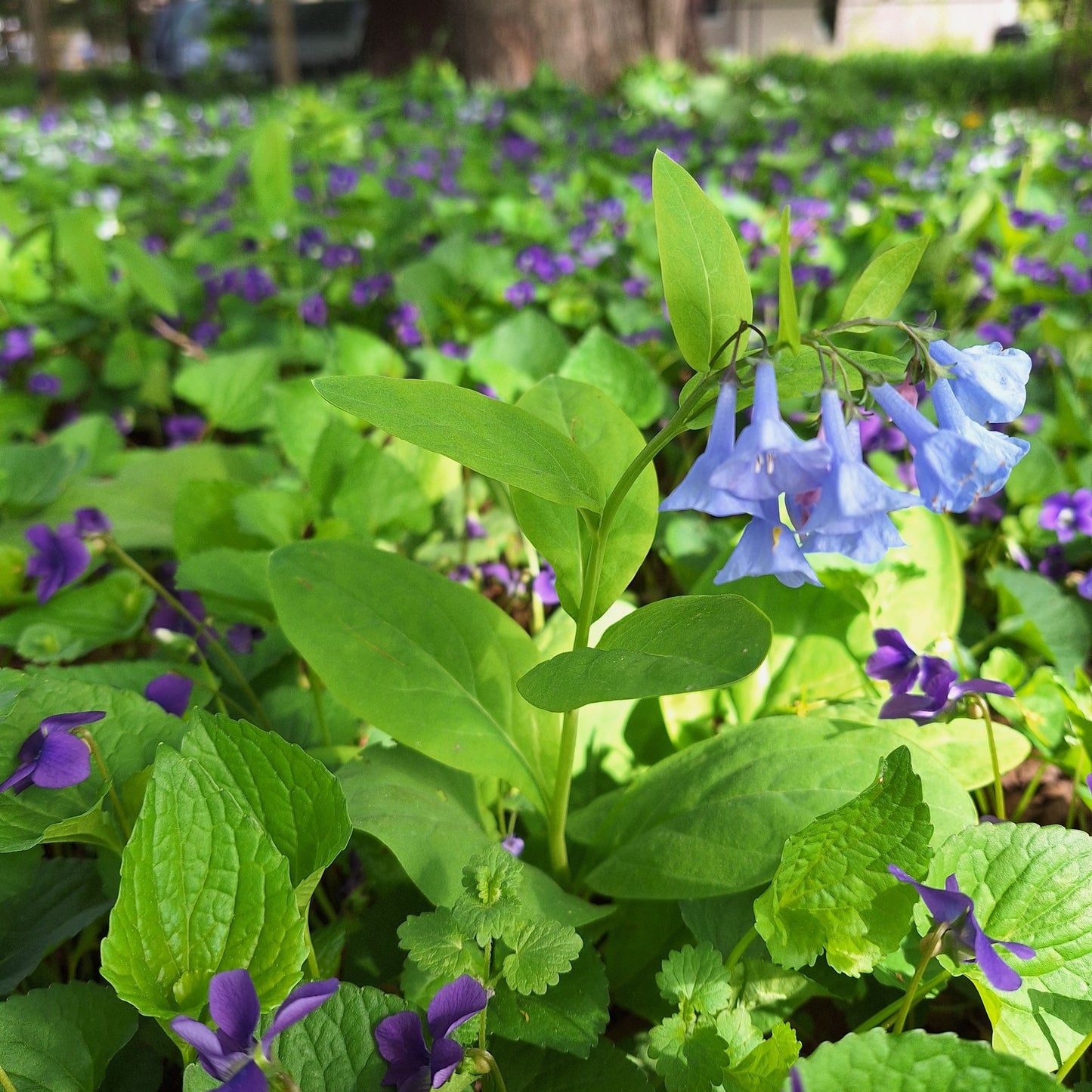 Virginia Bluebells