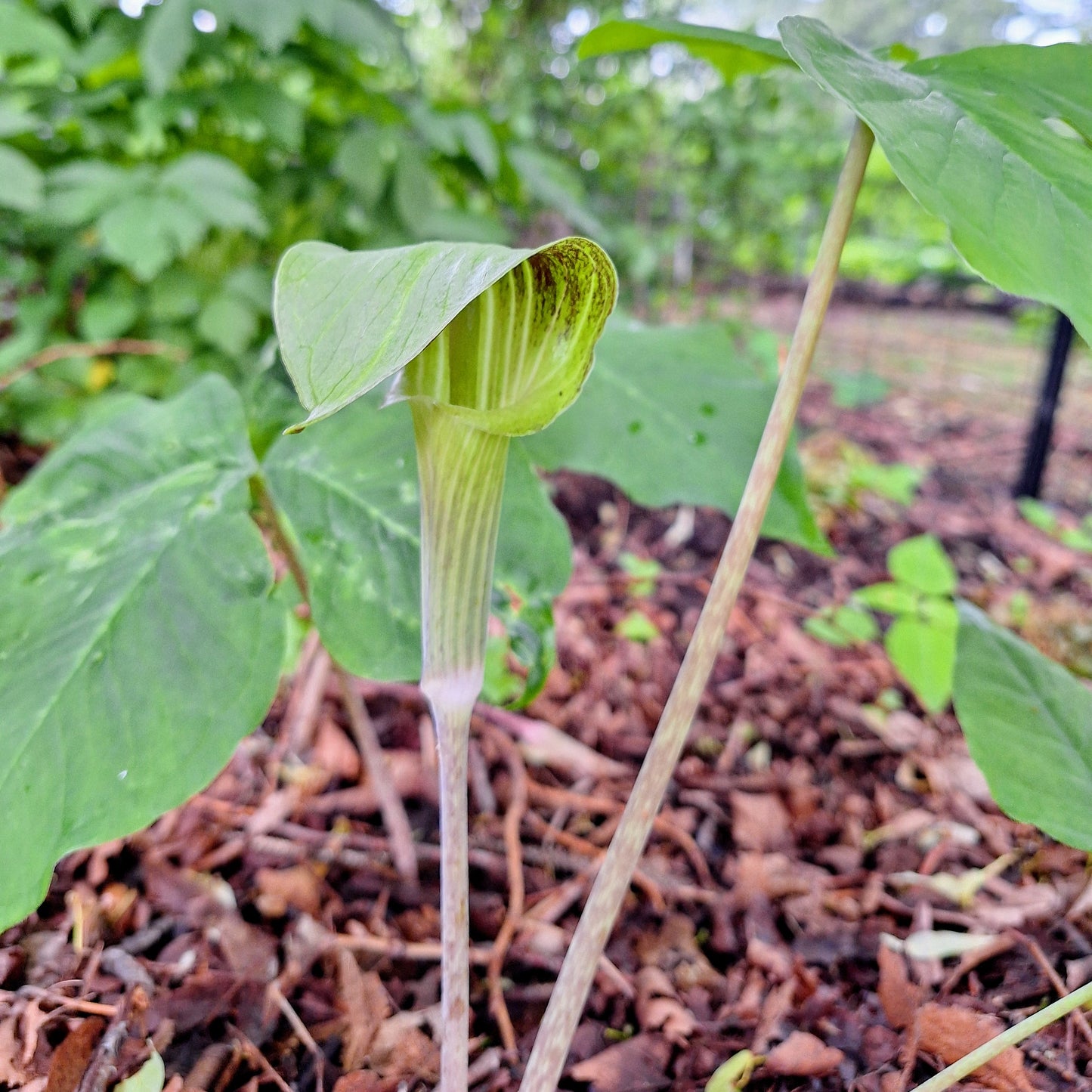 Jack-in-the-Pulpit