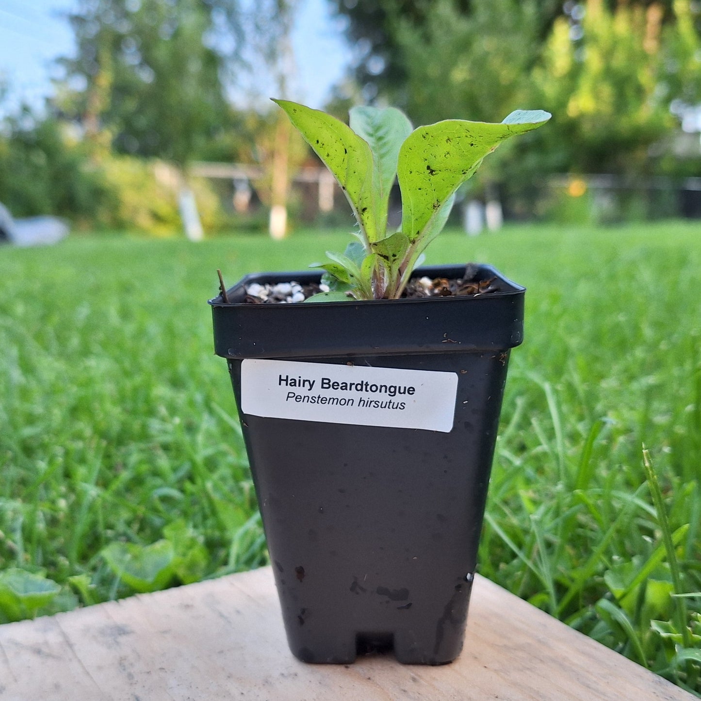 Hairy Beardtongue