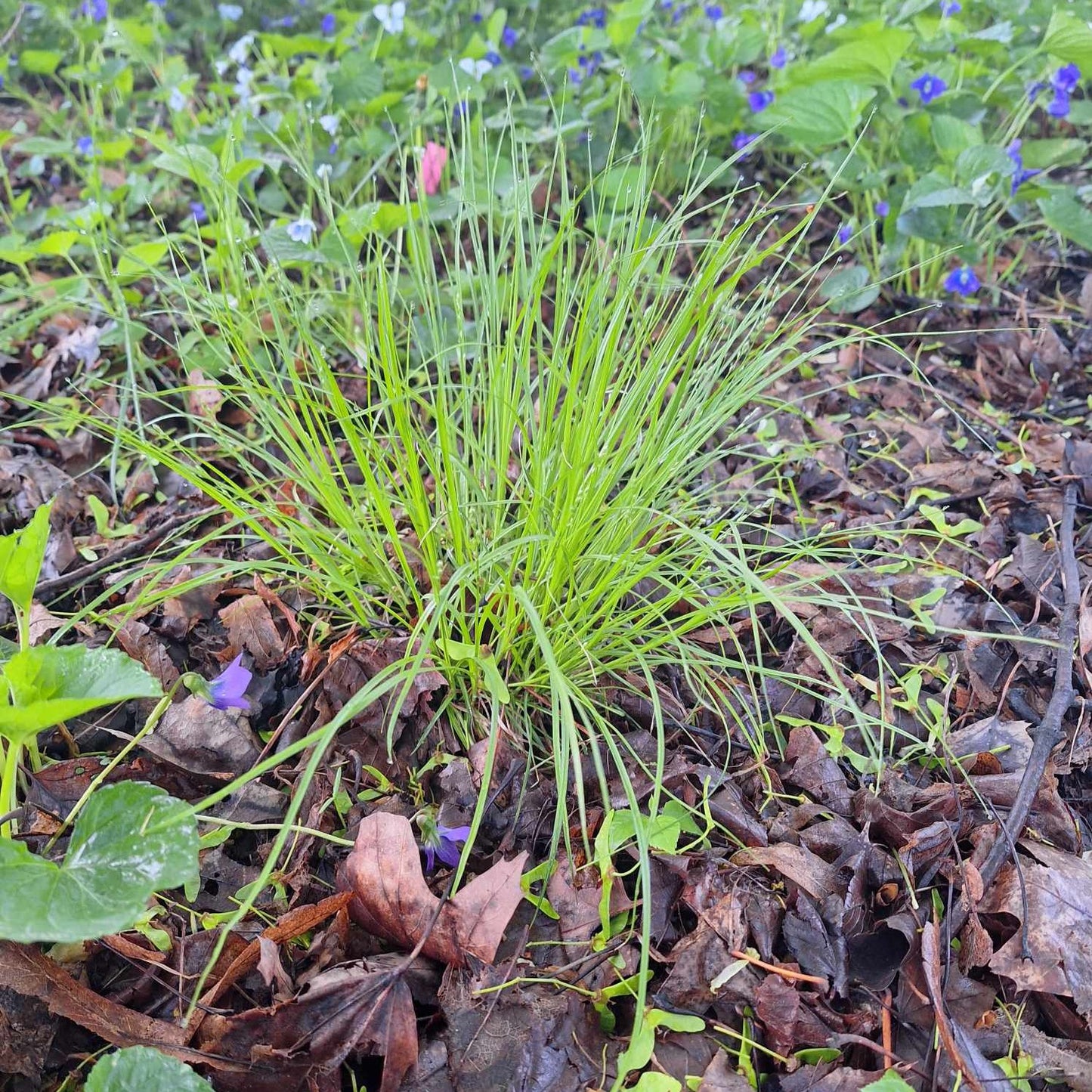 Eastern Star Sedge