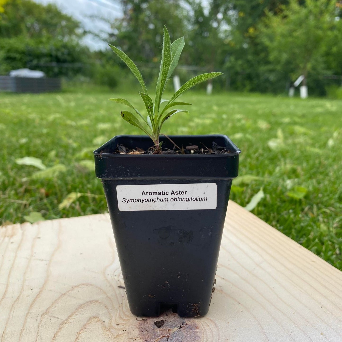 Aromatic Aster
