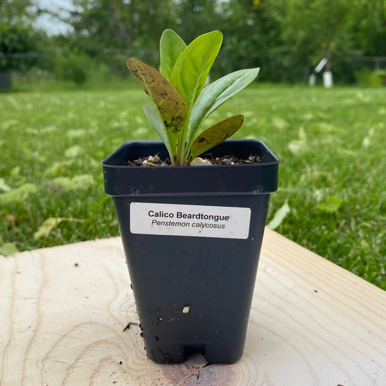 Calico Beardtongue