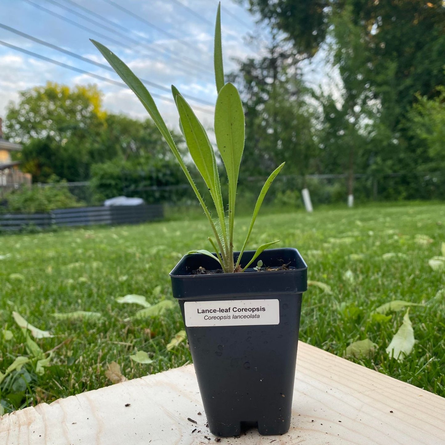 Lance-leaf Coreopsis