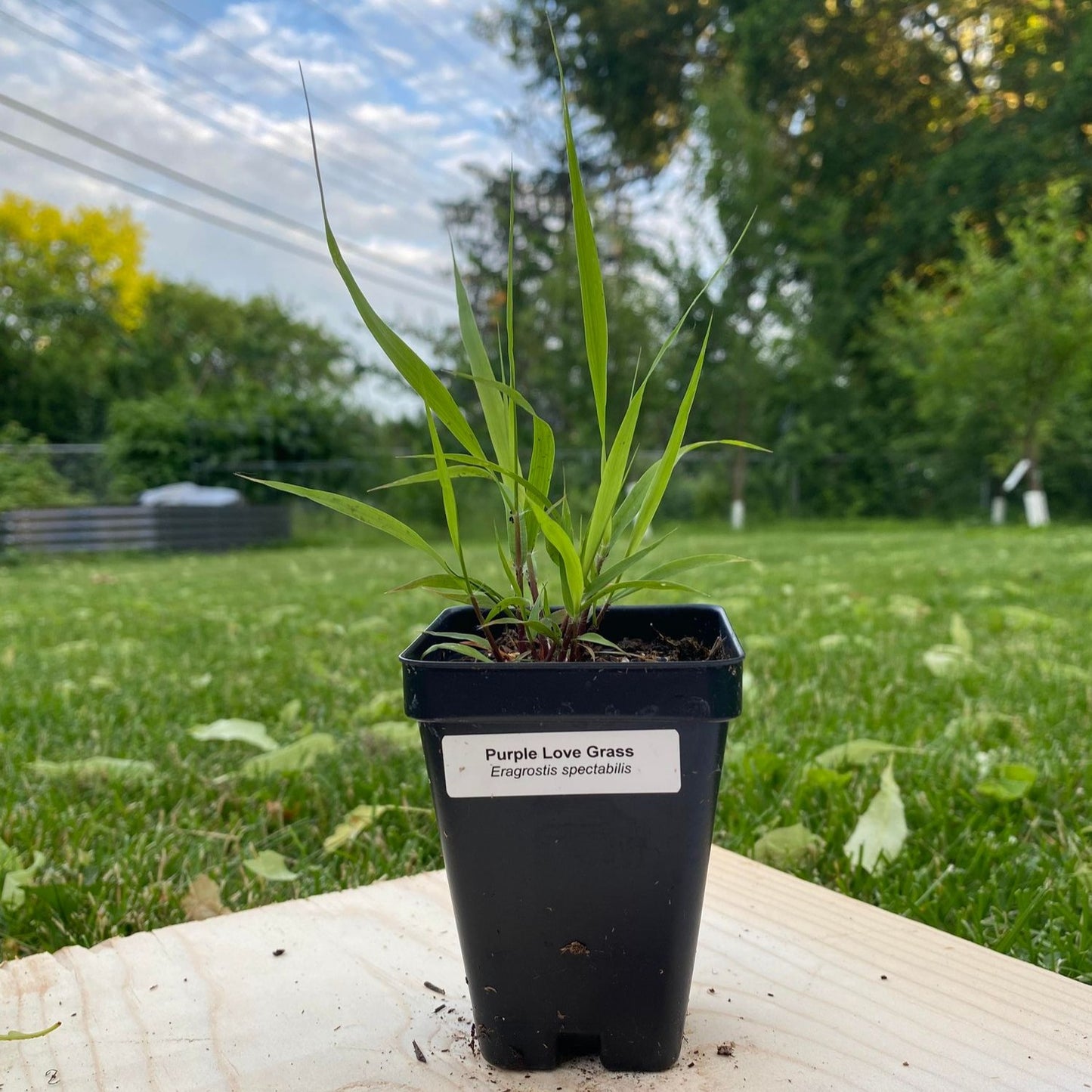 Purple Love Grass