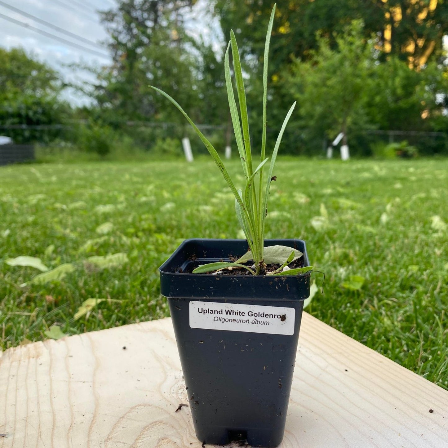Upland White Goldenrod