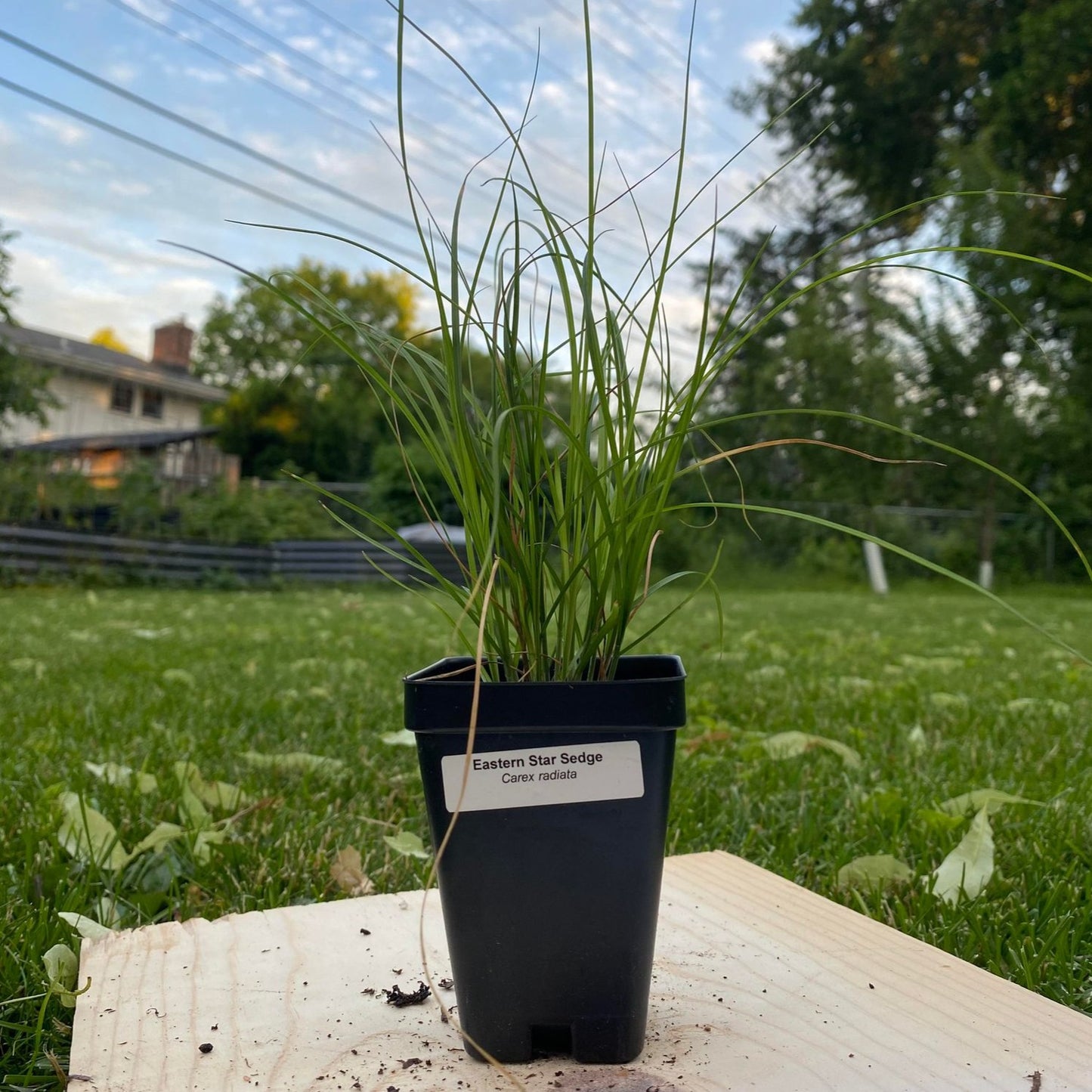 Eastern Star Sedge