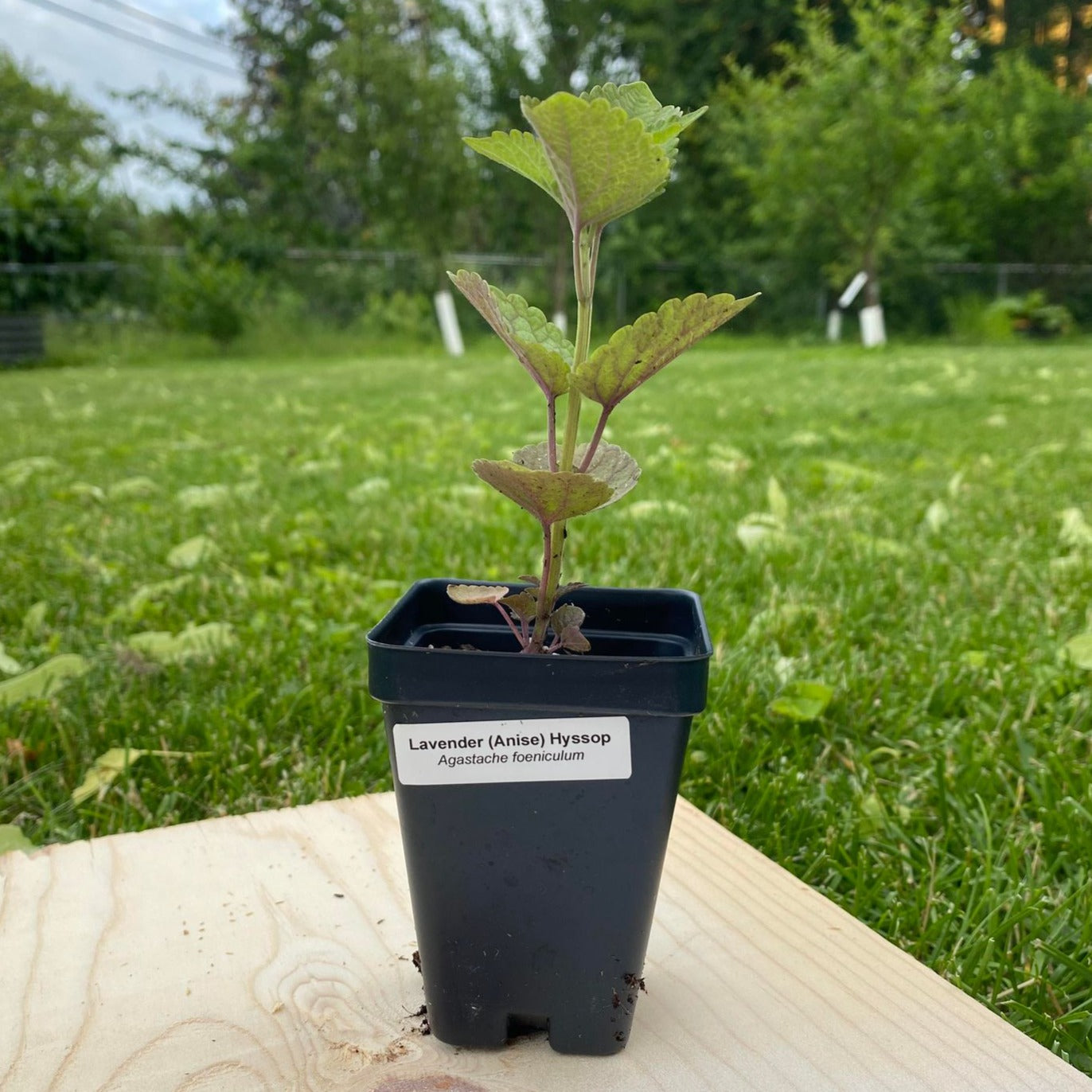 Anise Hyssop