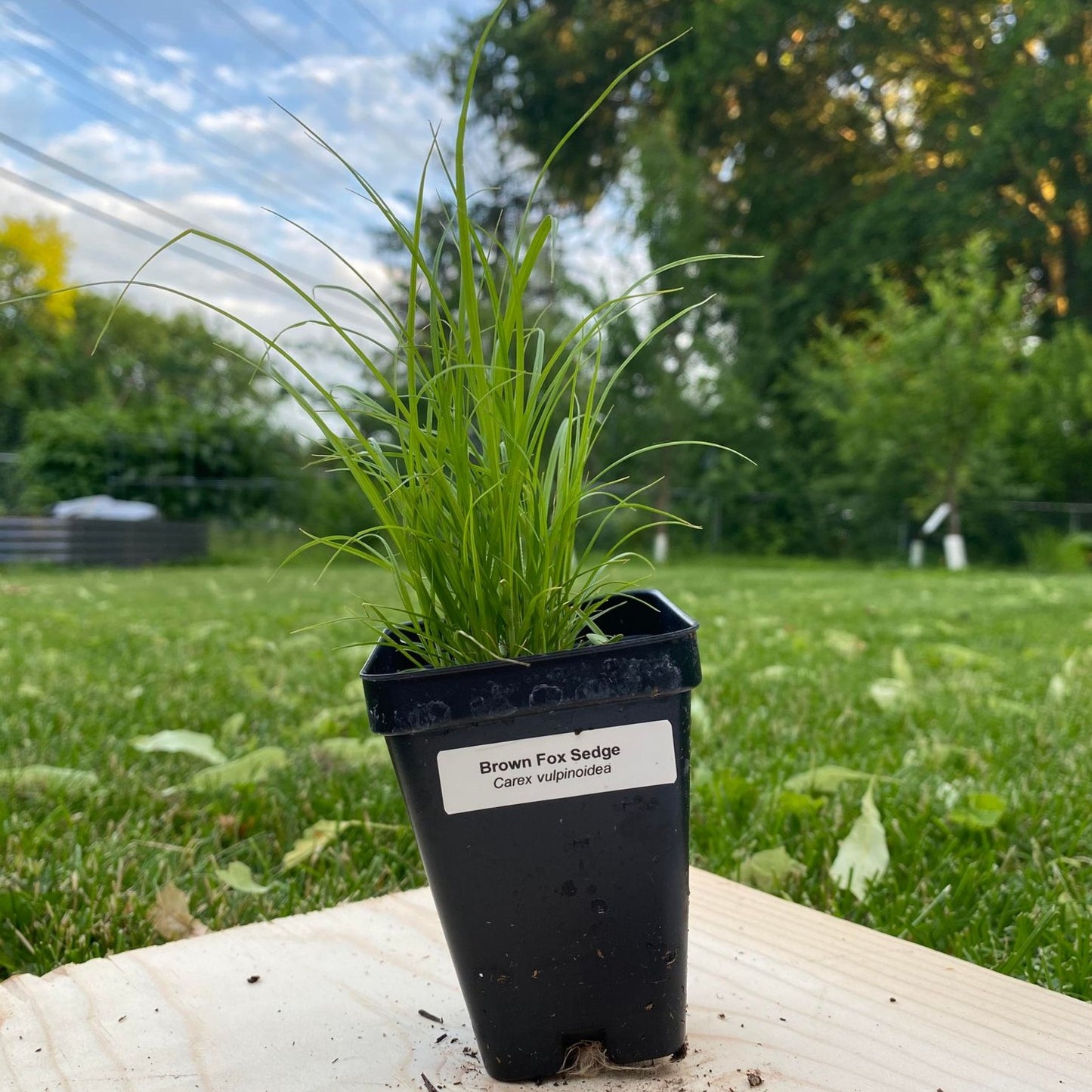 Brown Fox Sedge