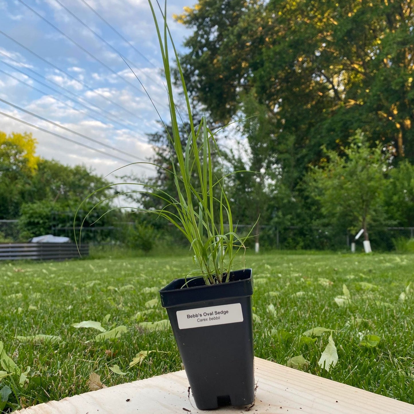 Bebb's Oval Sedge