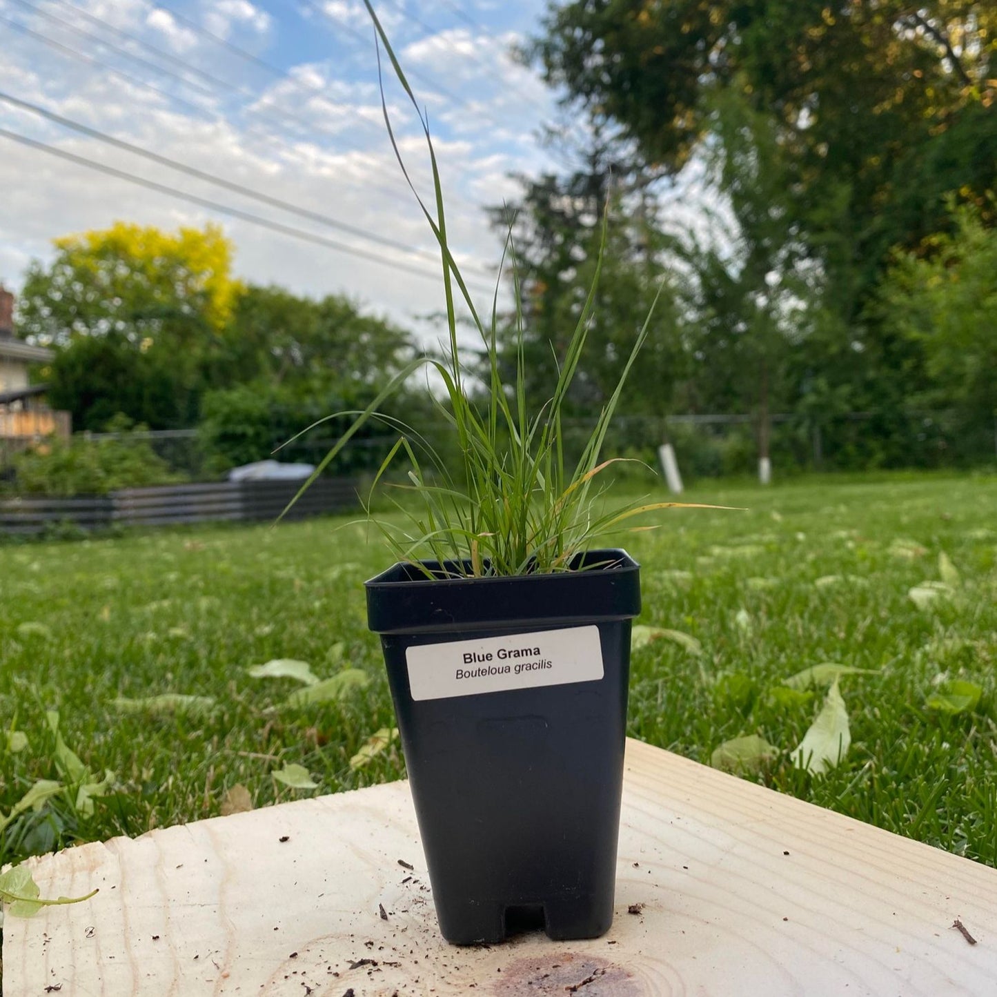 Blue Grama