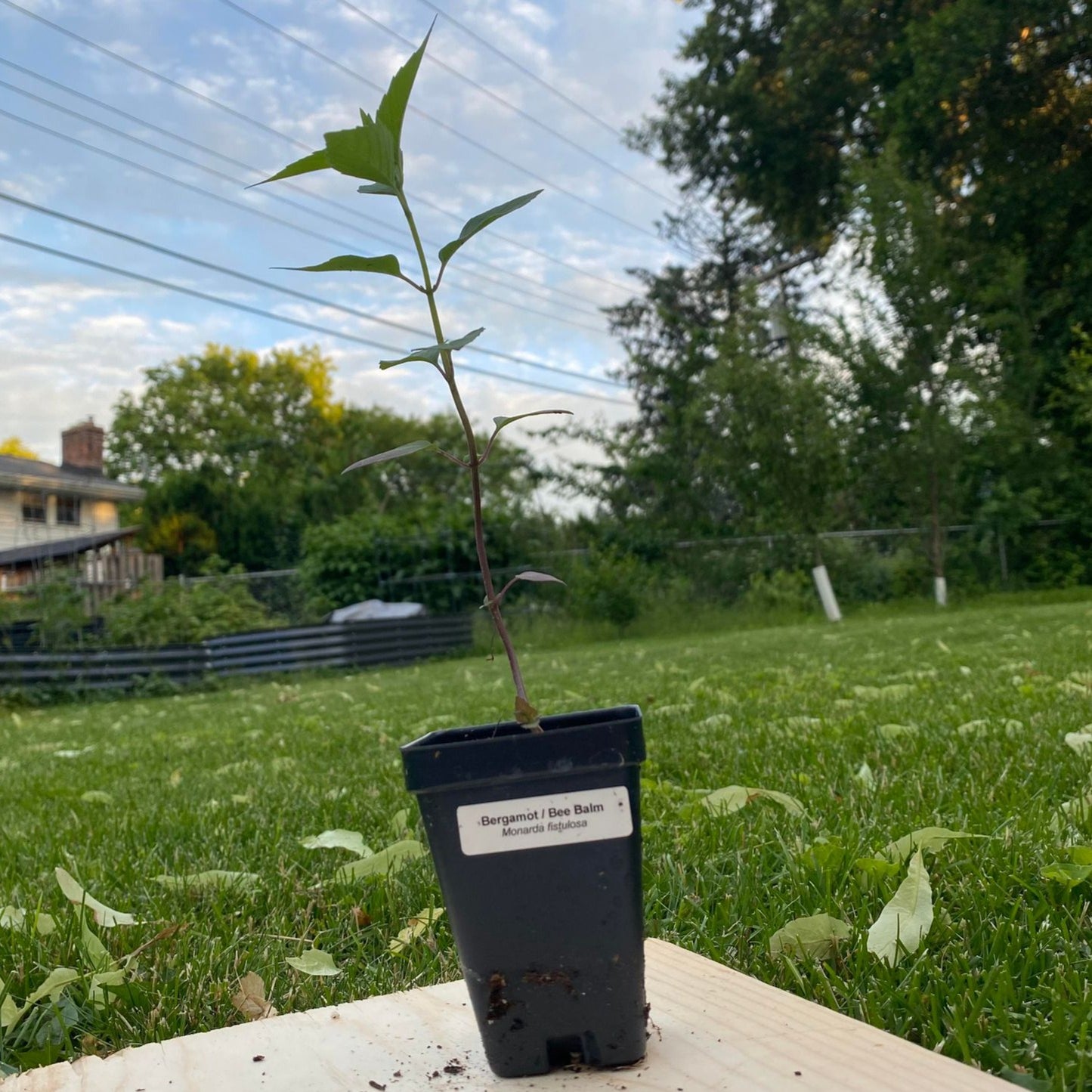 Bergamot (Bee Balm)