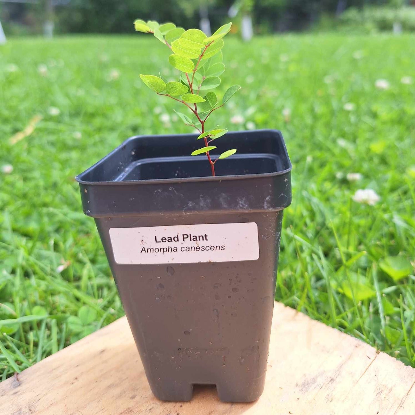 Lead Plant