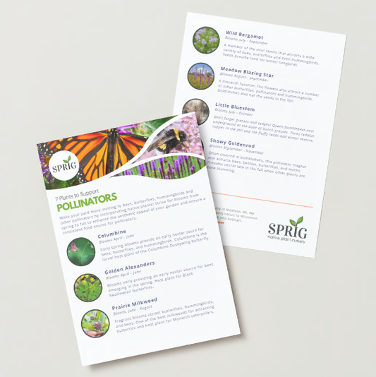 7 Plants to Support Pollinators