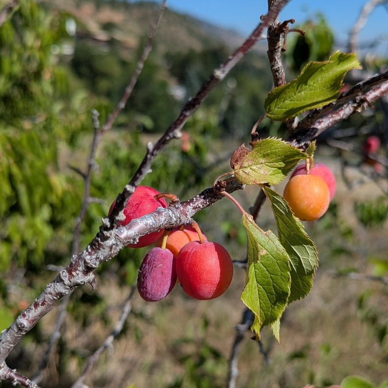 American Plum