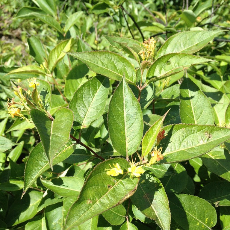 Northern Bush Honeysuckle