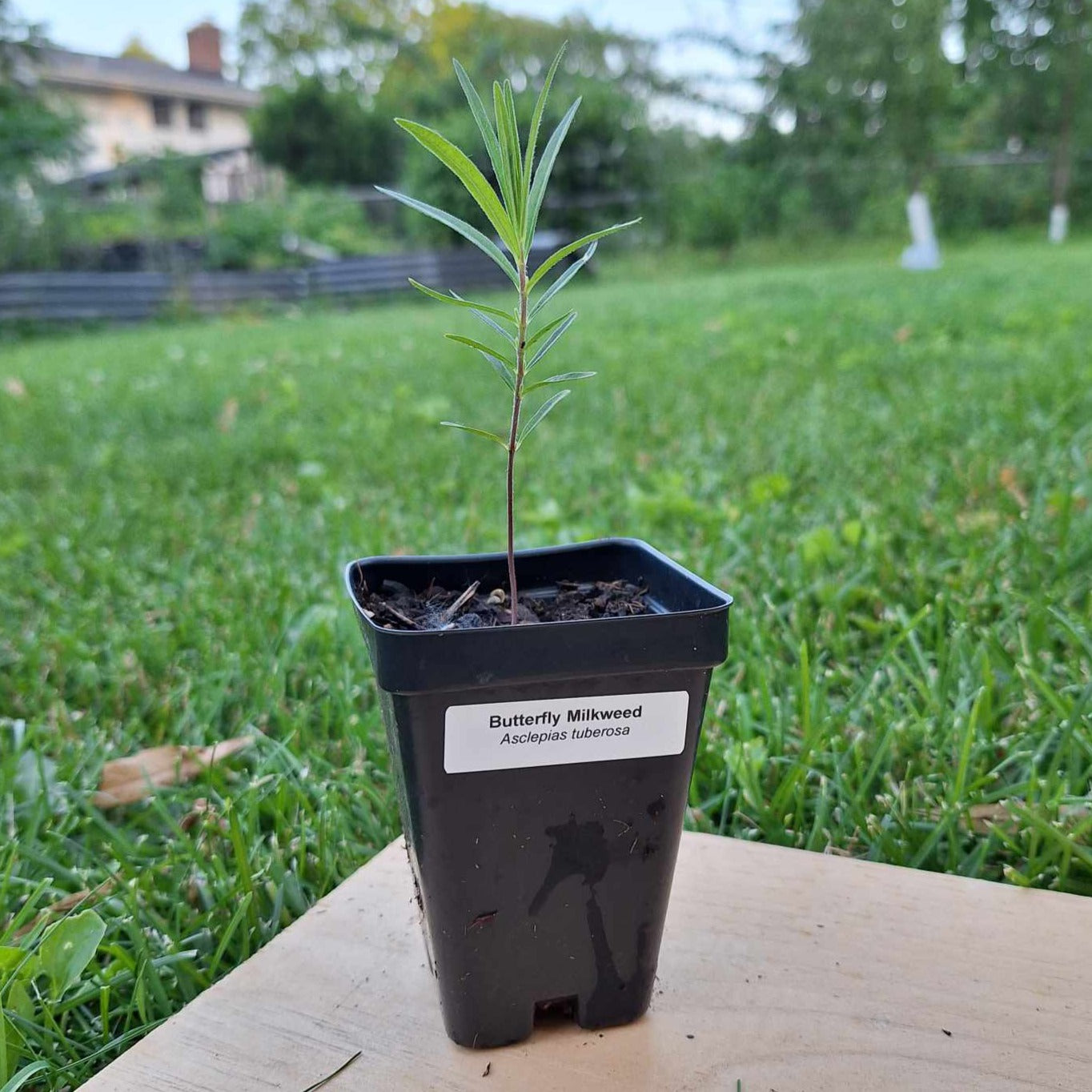 Butterfly Weed