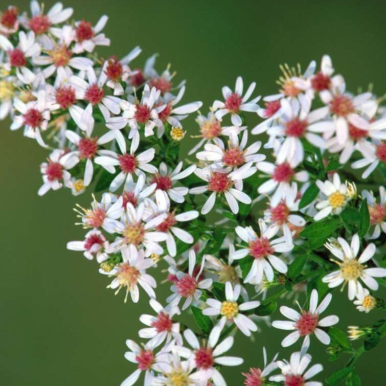 Calico Aster