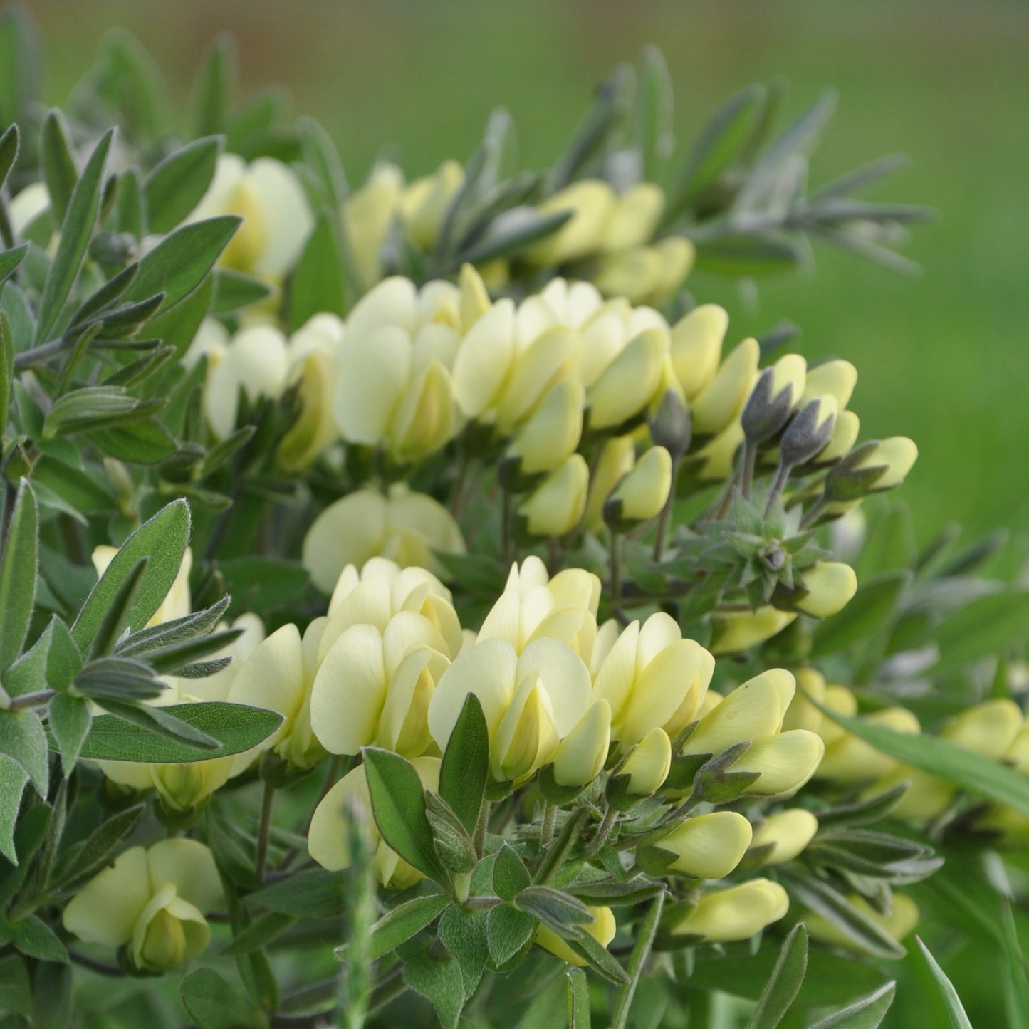 Cream Wild Indigo