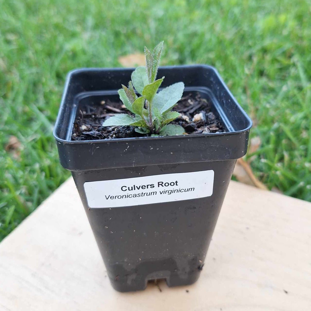 Culver's Root