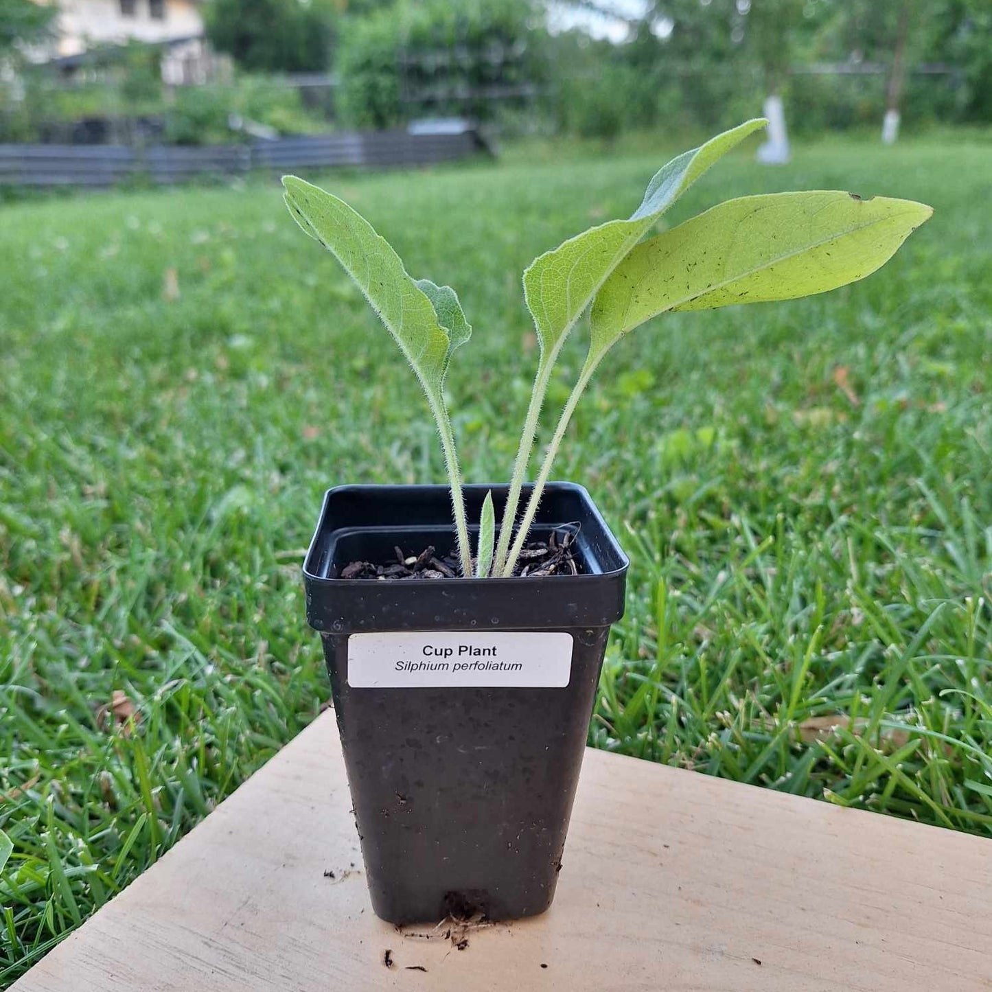 Cup Plant