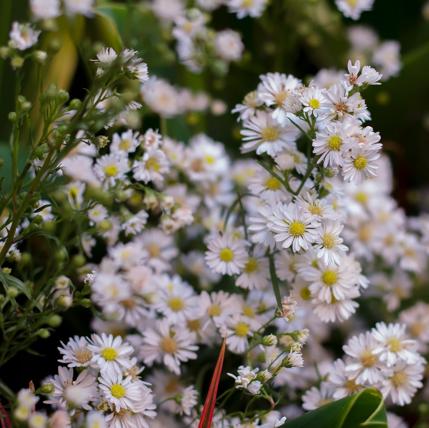 Heath Aster