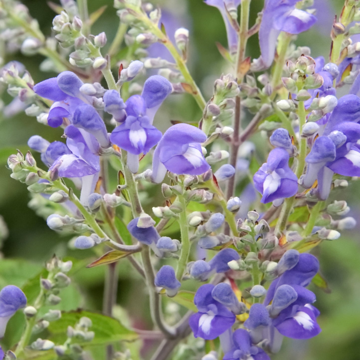 Hoary Skullcap