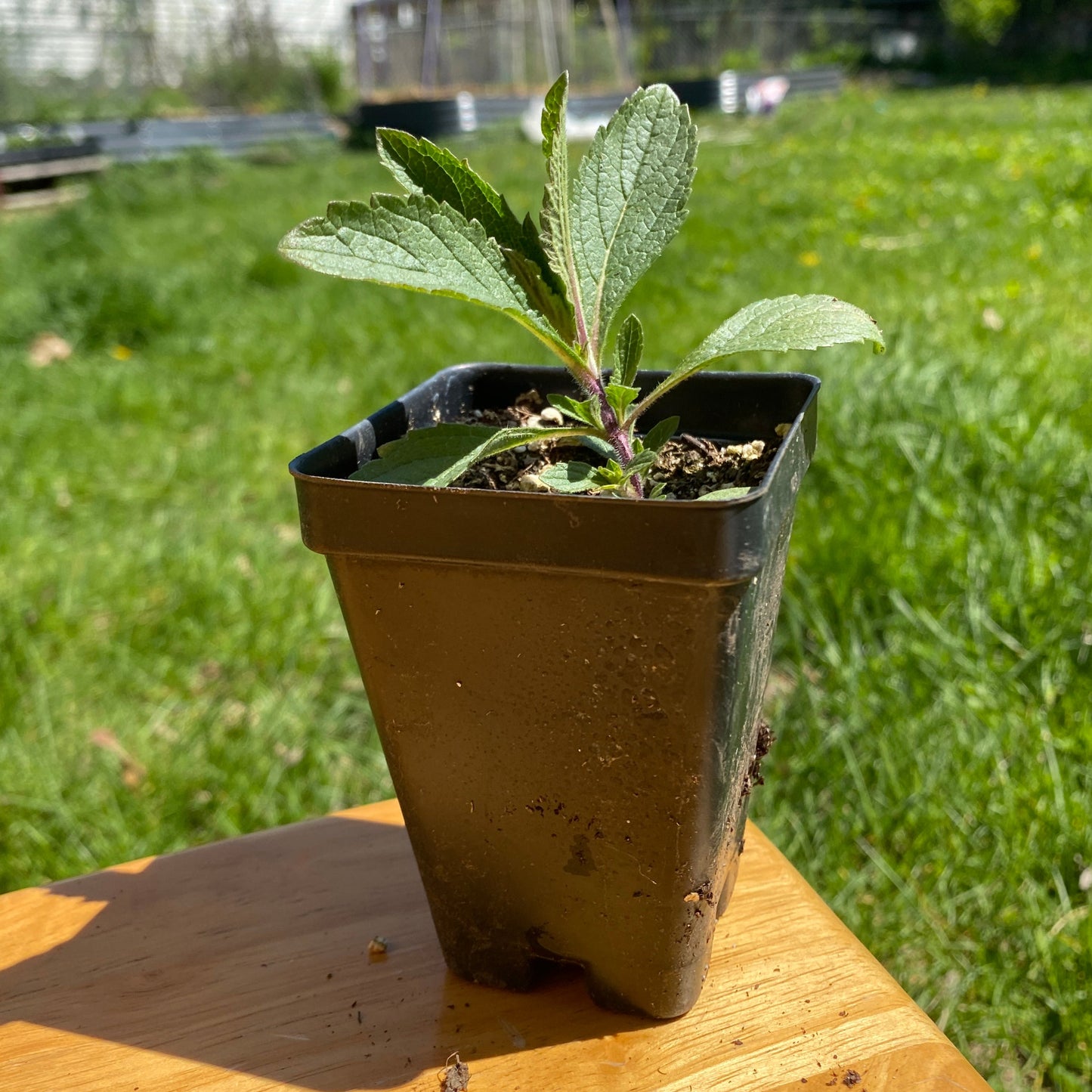 Hoary Vervain