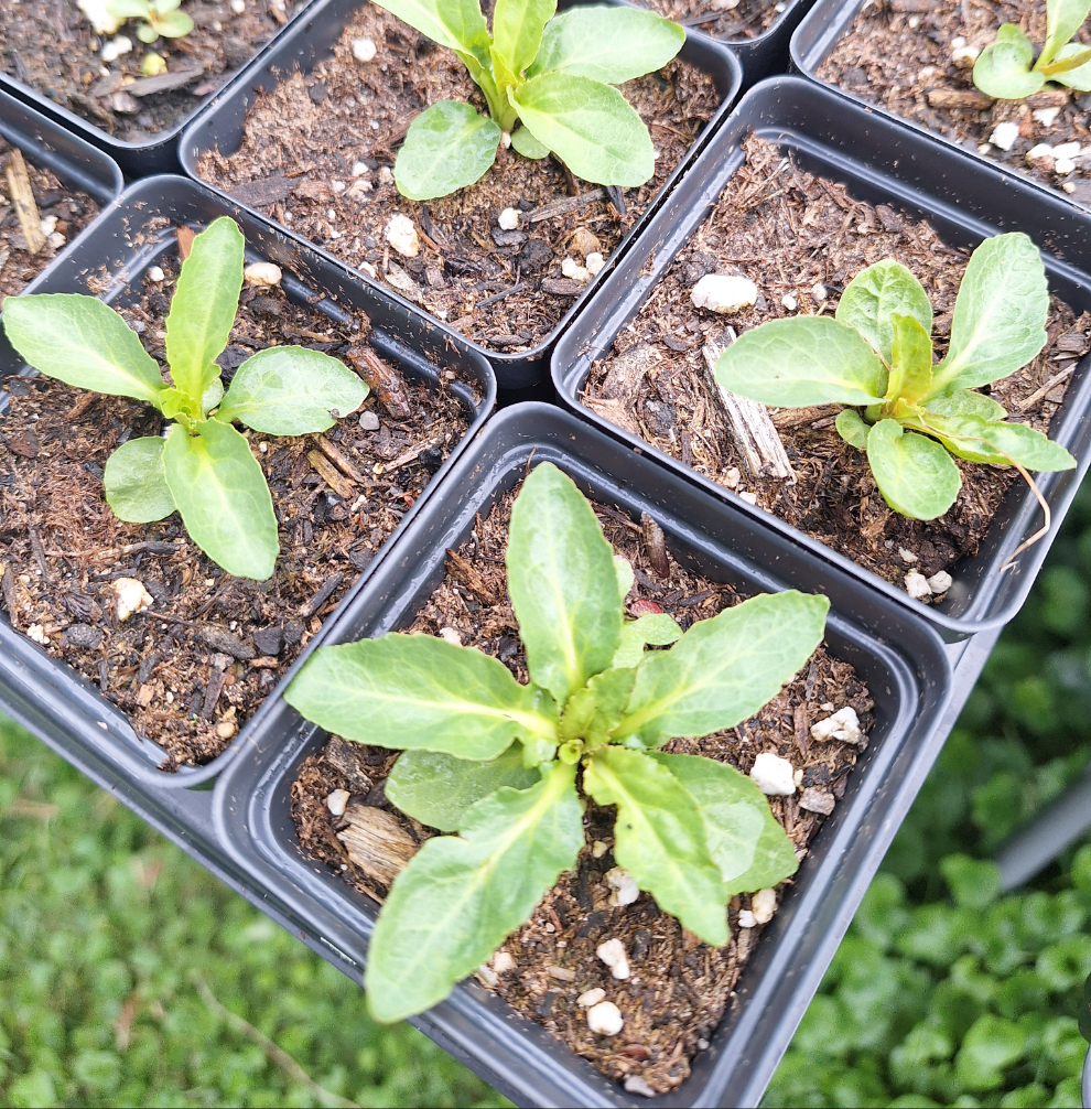 Cardinal Flower