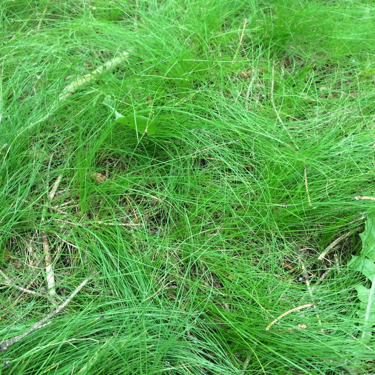Ivory Sedge