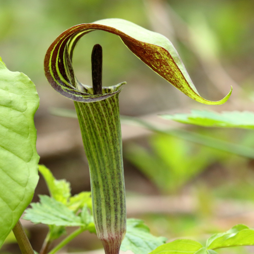Jack-in-the-Pulpit