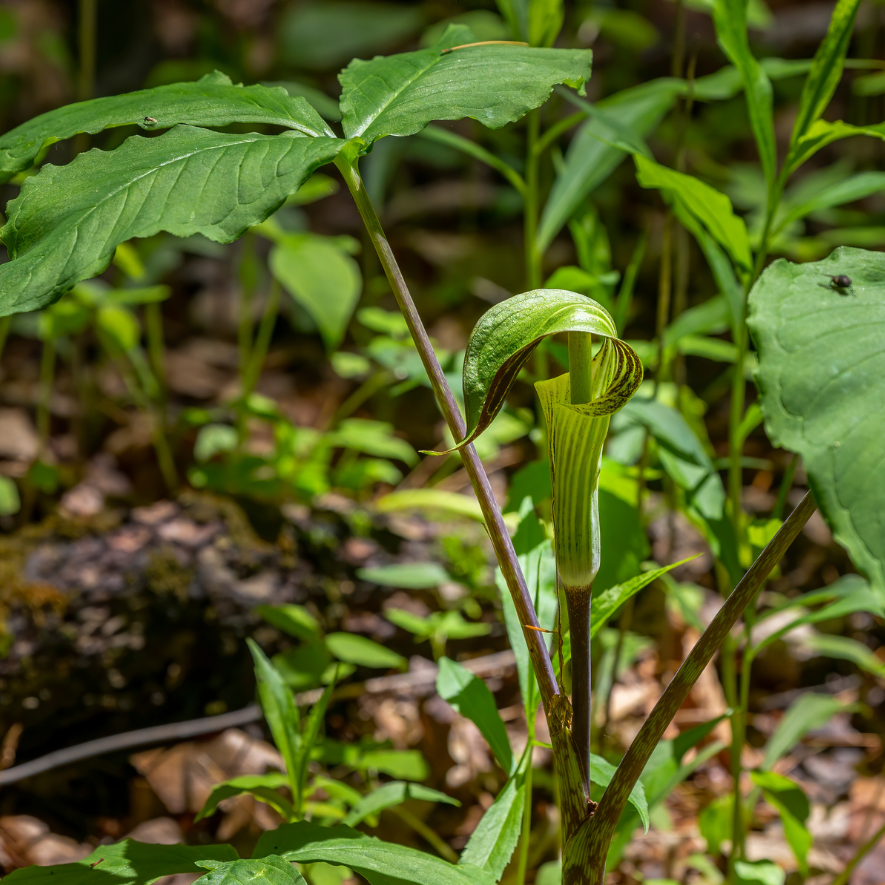 Jack-in-the-Pulpit