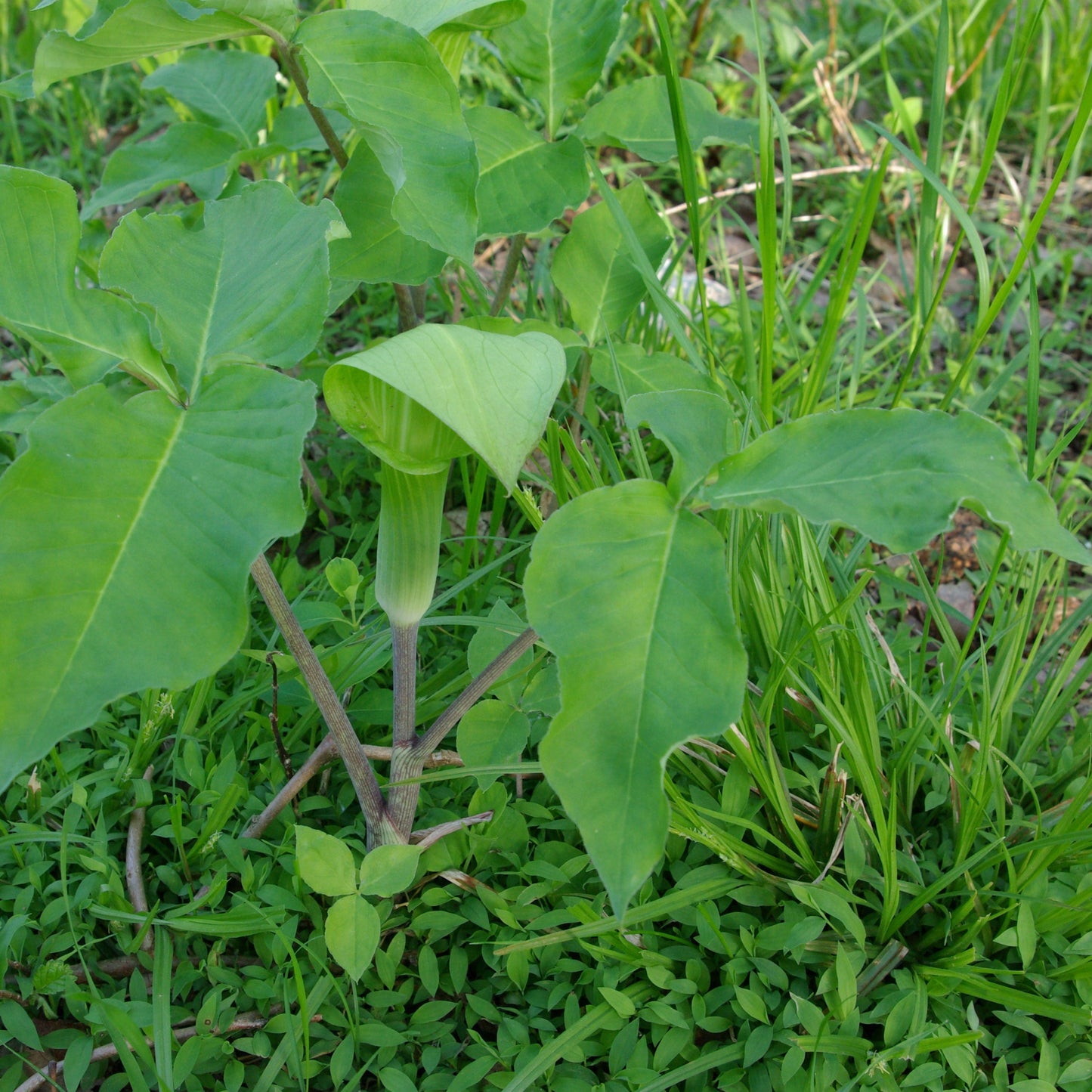Jack-in-the-Pulpit