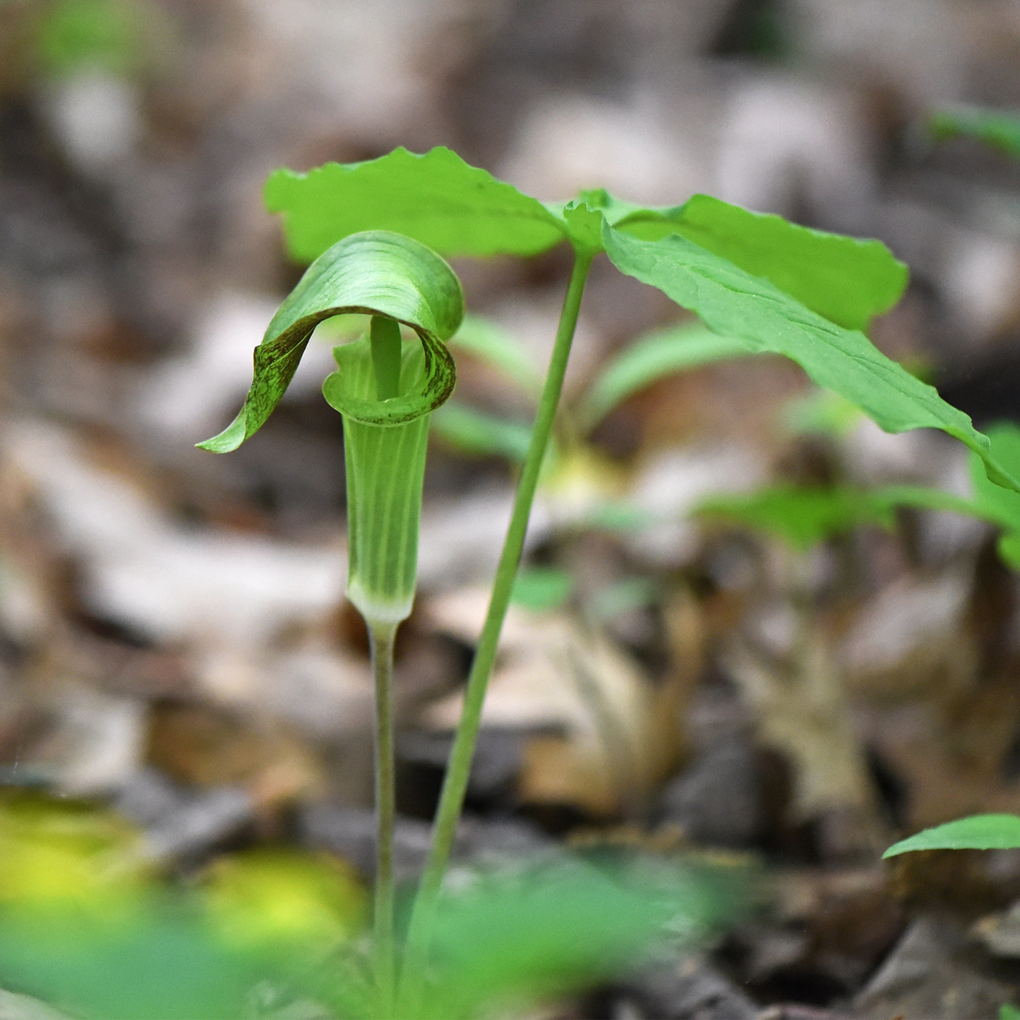 Jack-in-the-Pulpit