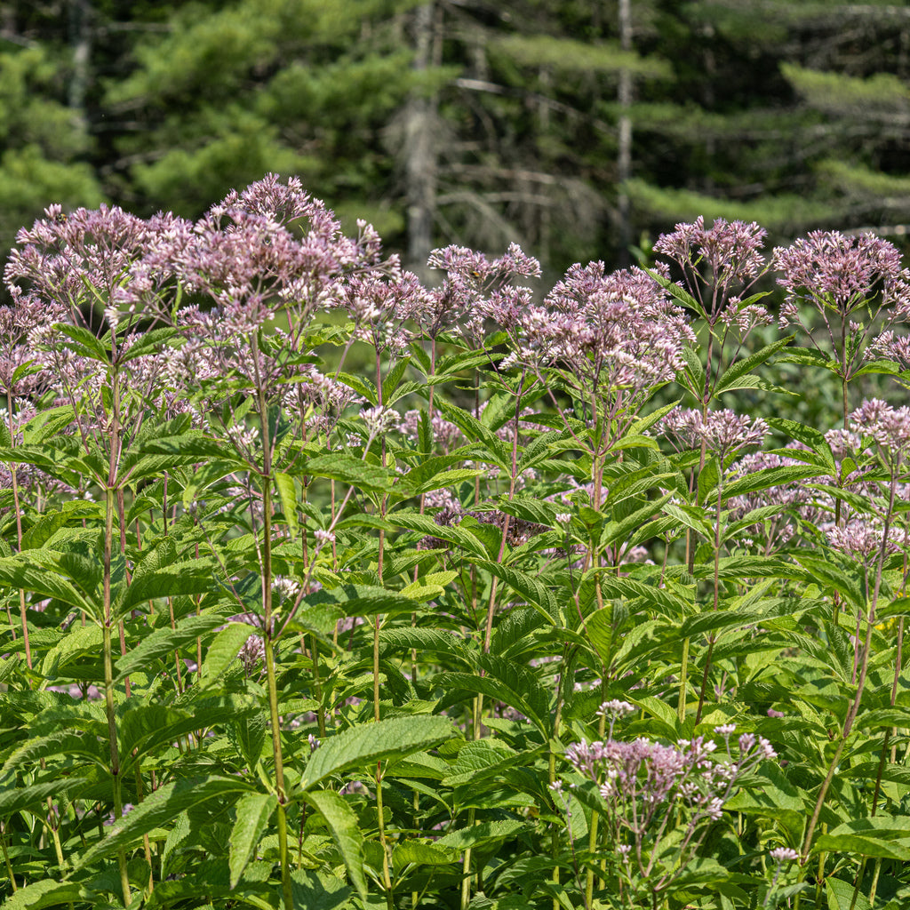 Joe Pye Weed