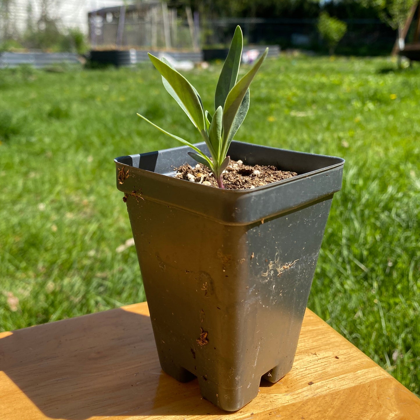 Large-flowered Beardtongue