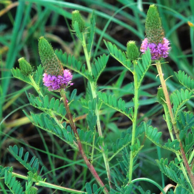 Leafy Prairie Clover