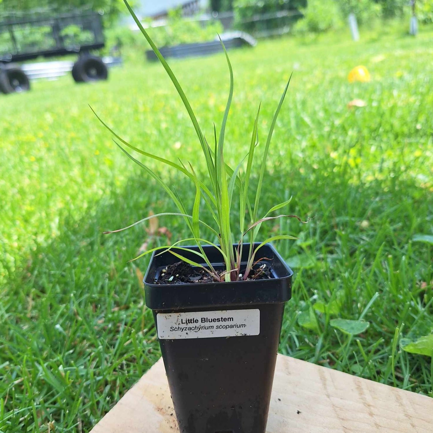 Little Bluestem