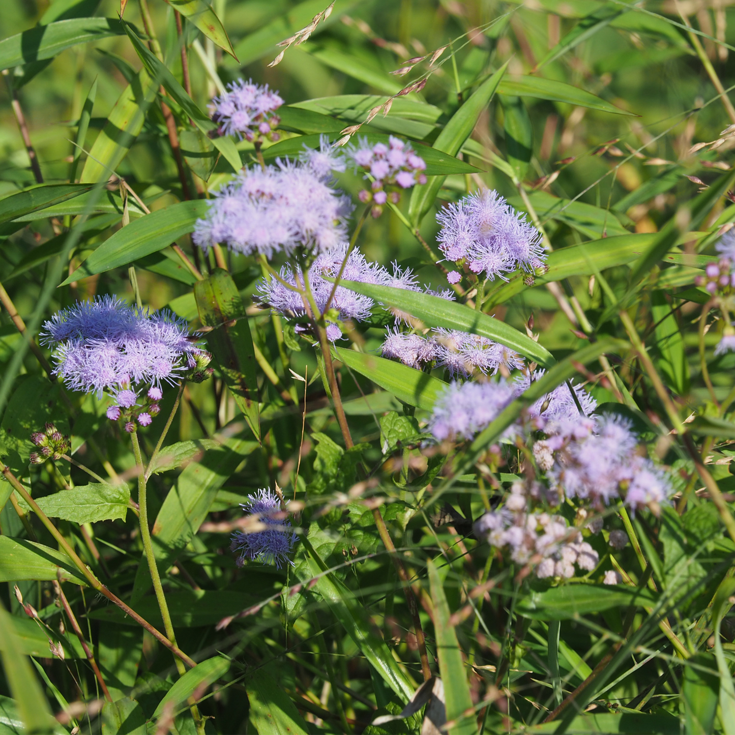 Mistflower