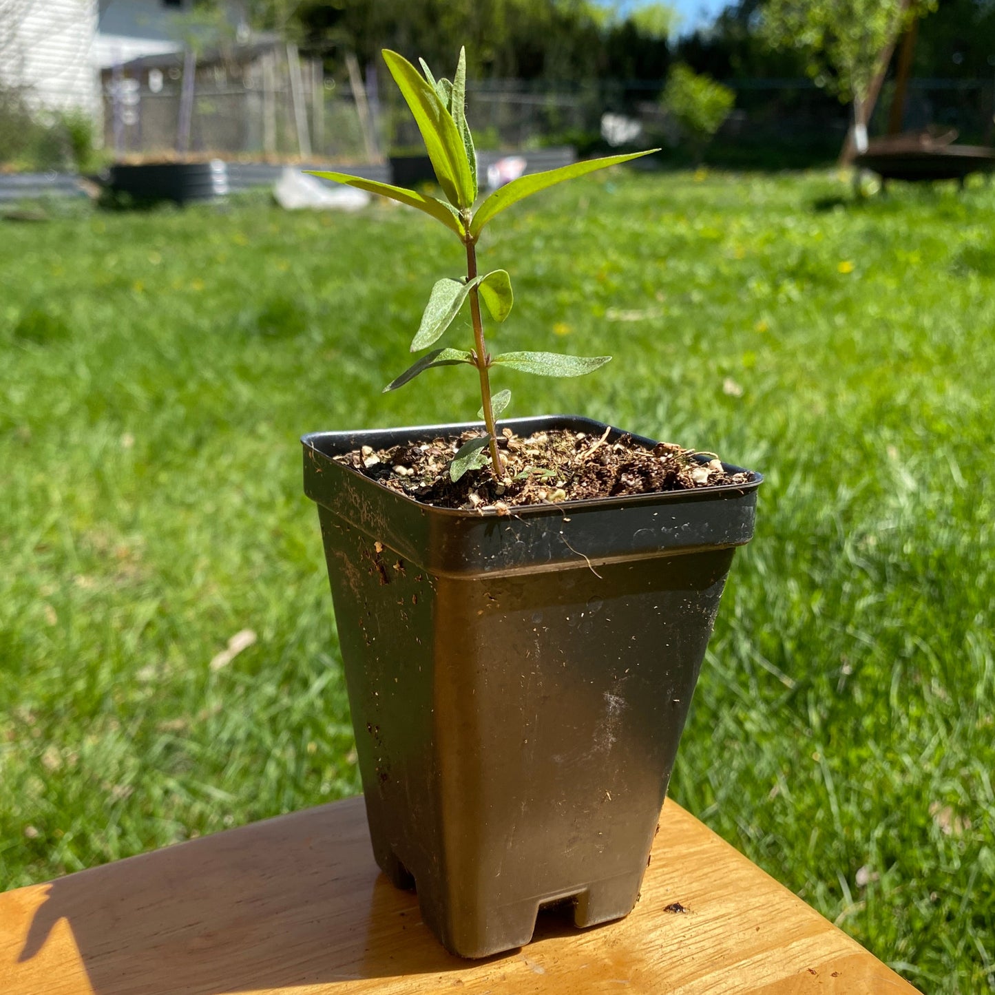 Mountain Mint
