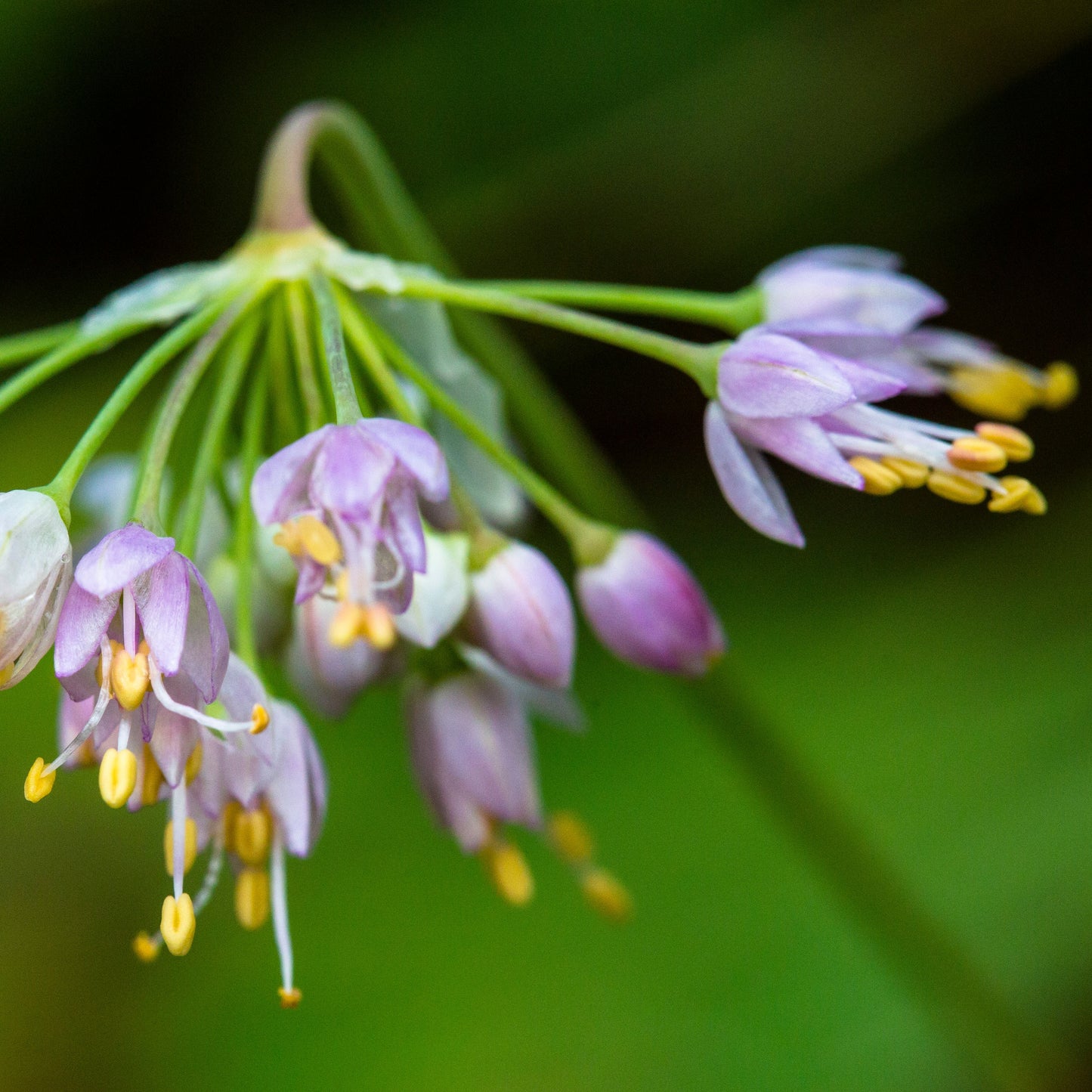 Nodding Onion
