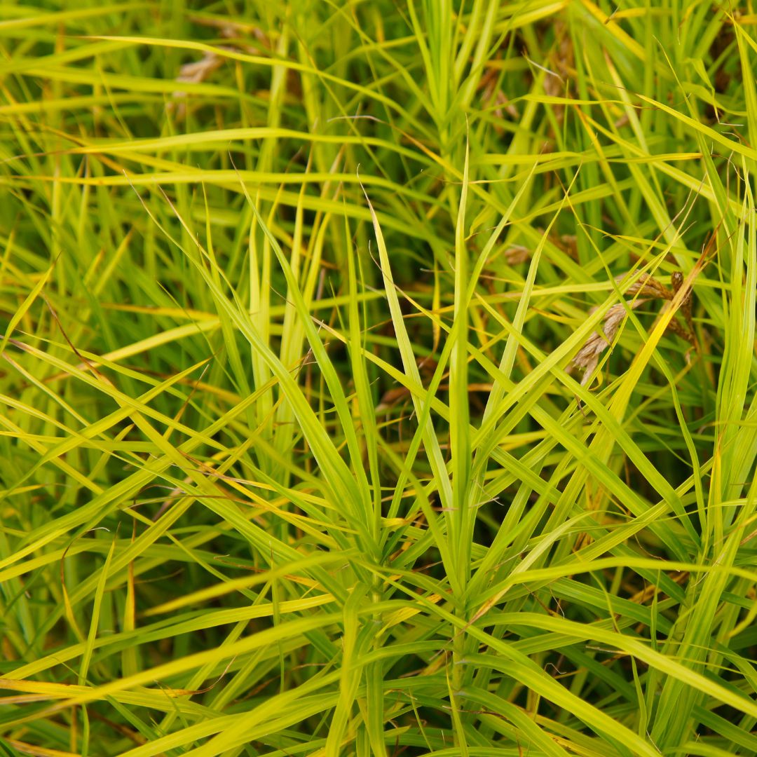 Palm Sedge