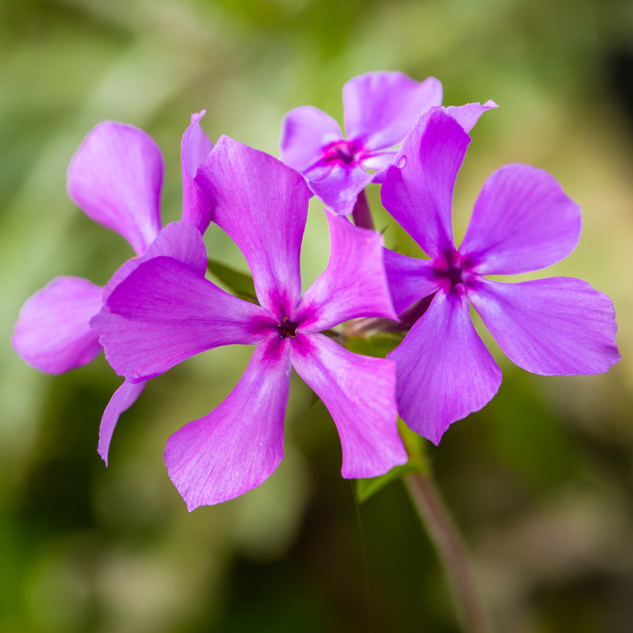 Prairie Phlox