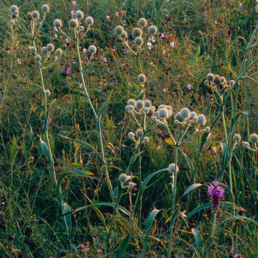 Rattlesnake Master