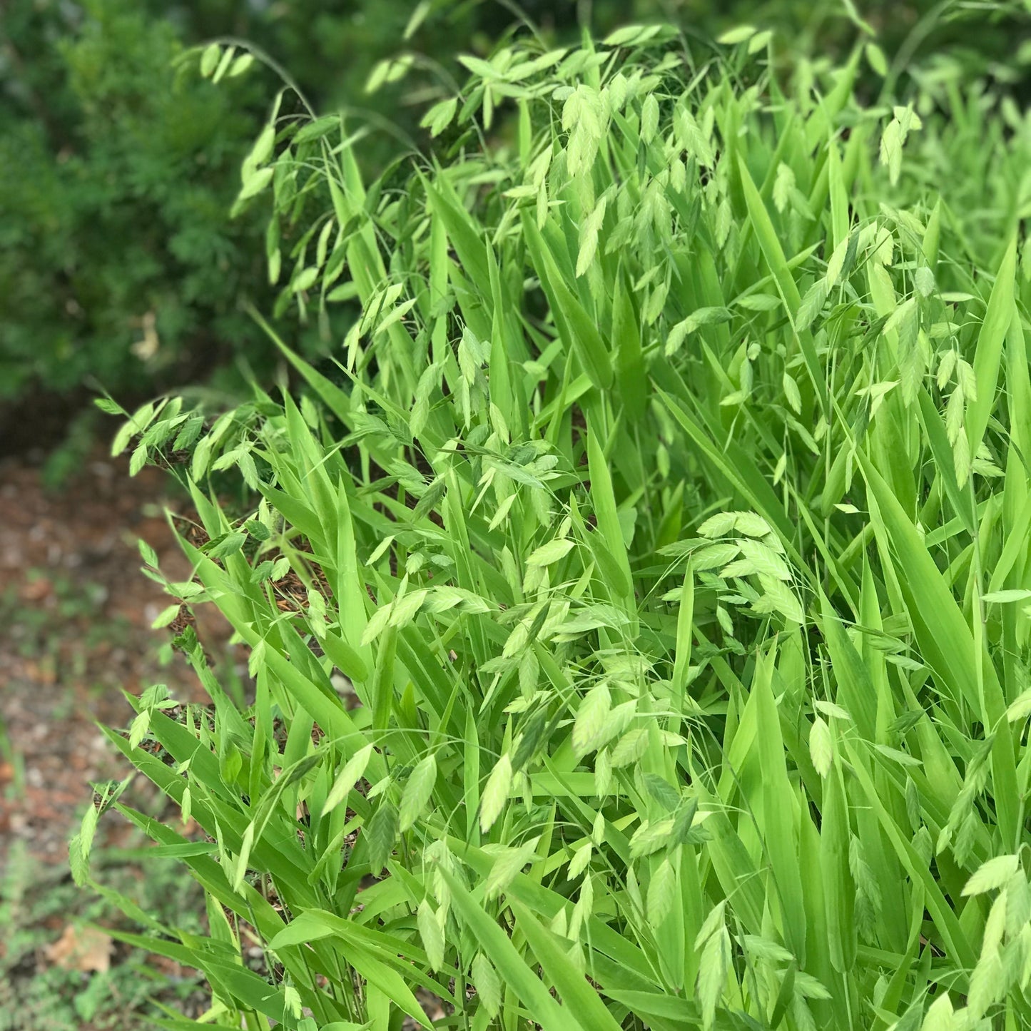 River Oats