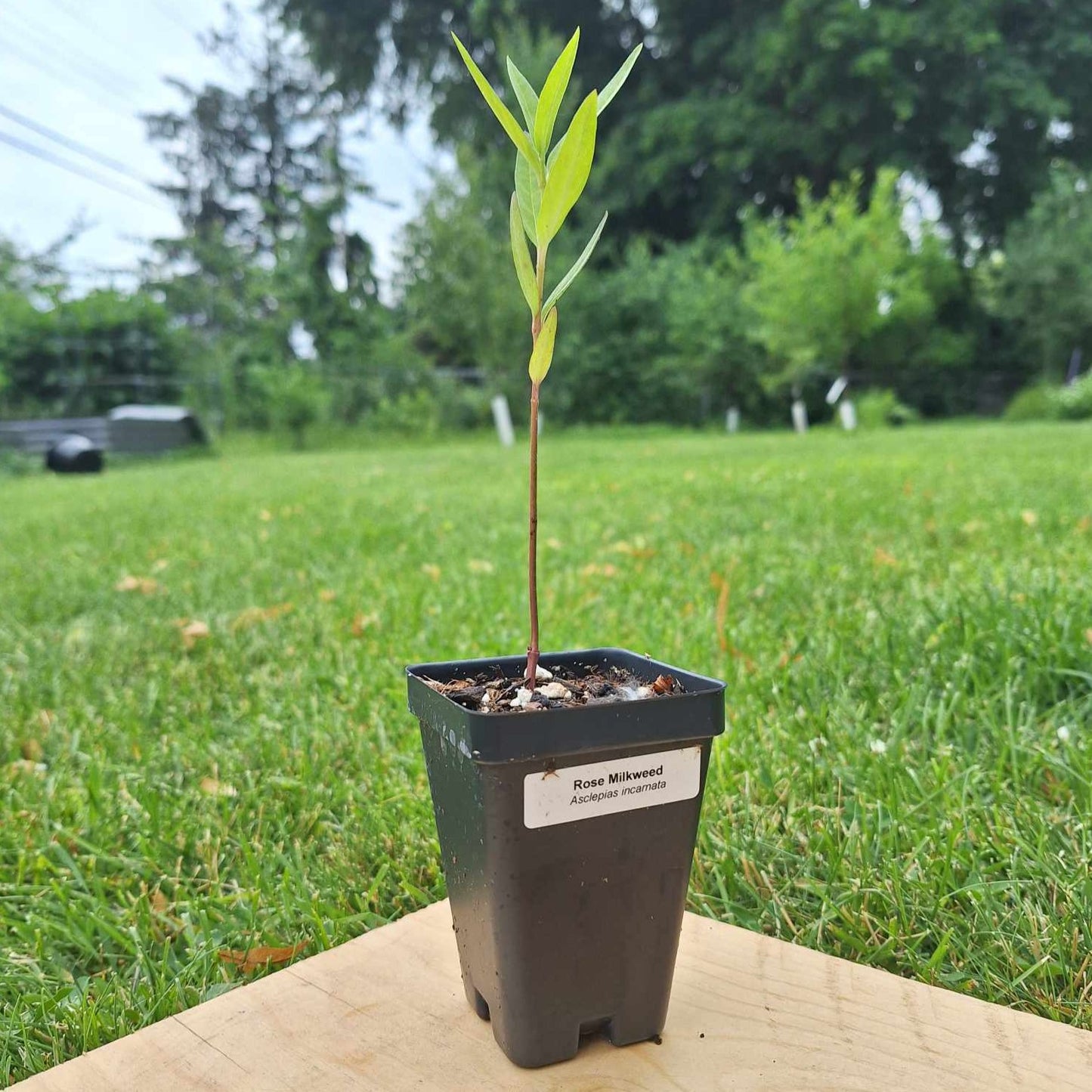 Rose (Marsh) Milkweed