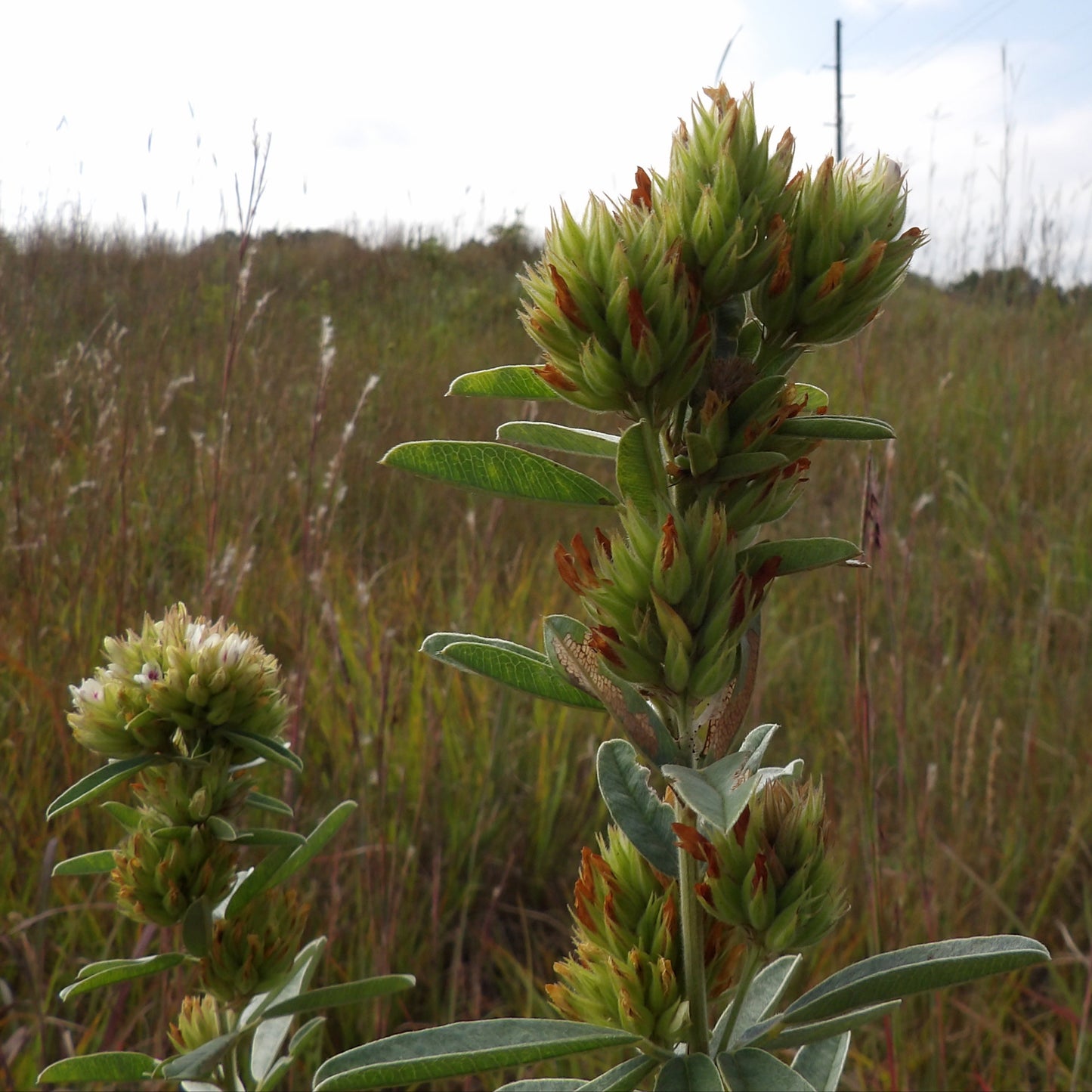 Round-headed Bush Clover