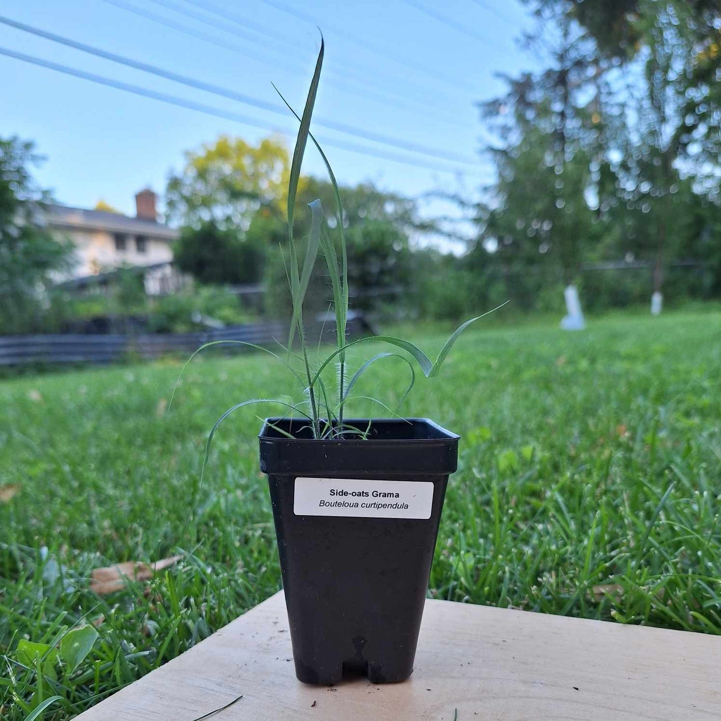 Side-oats Grama
