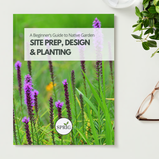 Native Garden Site Prep, Design and Planting