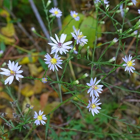 Sky Blue Aster