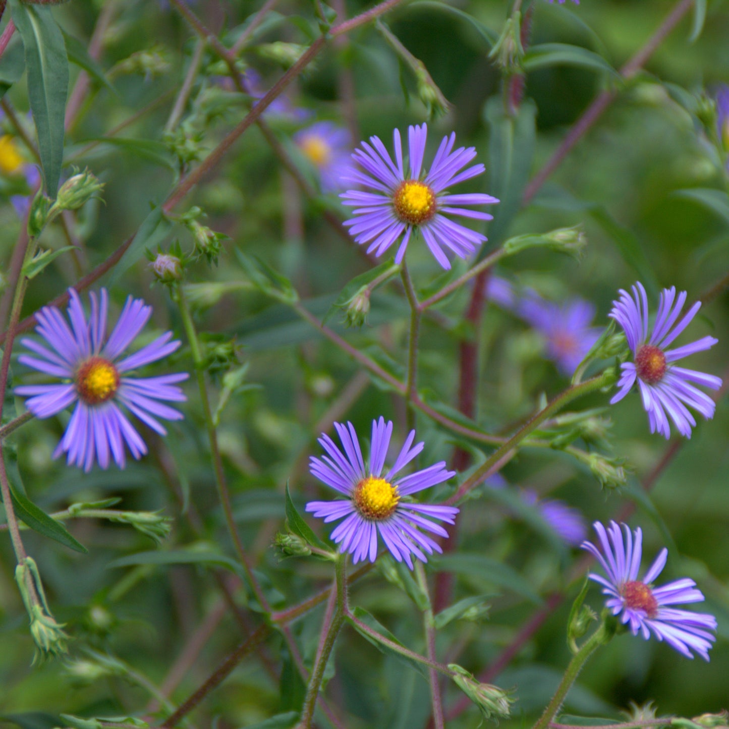 Swamp Aster